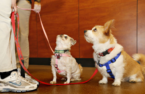 Approaching Dogs